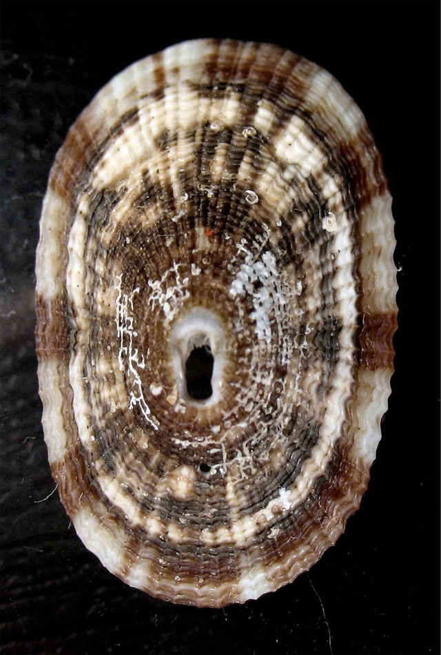 Diodora demartiniorum